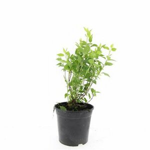 Philadelphus 'Manteau d'Hermine' 60/80 C.