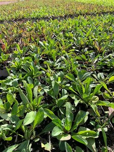 Aster amellus 'Rudolf Goethe' P9