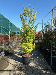 Acer palmatum 'Summer Gold' 100/125 C.
