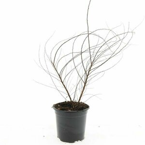 Spiraea arguta 60/80 C.