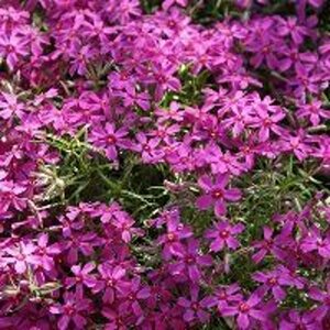 Phlox subulata 'MacDaniel's Cushion' C2