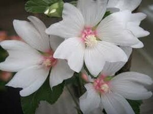 Lavatera thuringiaca 'Barnsley Baby' C3