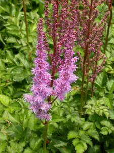 Astilbe chinensis 'Purpurkerze' P9