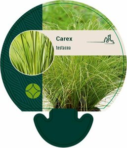 Carex testacea P9
