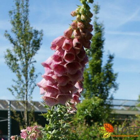 Digitalis purpurea 'Dalmatian Rose' P9 - afbeelding 1