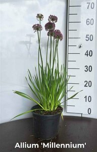 Allium 'Millennium' C2
