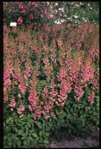 Astilbe japonica 'Rheinland' P9