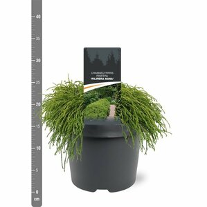 Chamaecyparis p. 'Filifera Nana' 20/25 C.