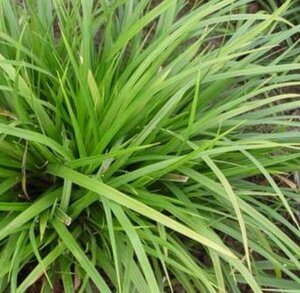 Carex morrowii 'Mosten' P9