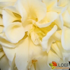 Camellia japonica 'Brushfield's Yellow' ST. 90 C. 