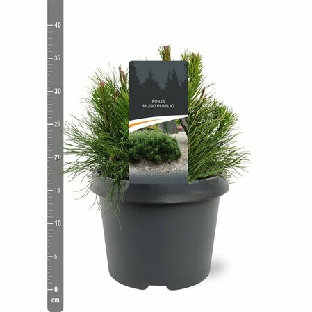 Pinus mugo pumilio 50/60 C.  - afbeelding 1