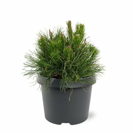 Pinus mugo pumilio 50/60 C.  - afbeelding 2