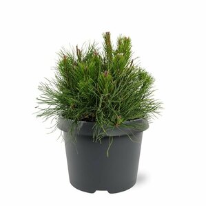 Pinus mugo pumilio 50/60 C.  - afbeelding 2