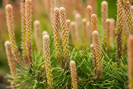 Pinus mugo pumilio 50/60 C.  - afbeelding 3