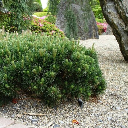 Pinus mugo pumilio 50/60 C.  - afbeelding 4