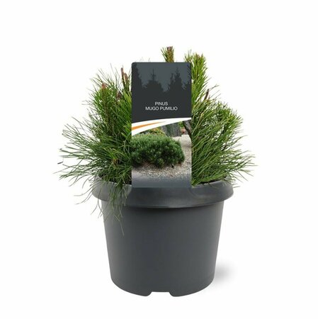 Pinus mugo pumilio 50/60 C.  - afbeelding 5
