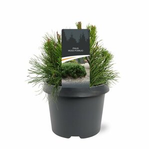 Pinus mugo pumilio 50/60 C.  - afbeelding 5