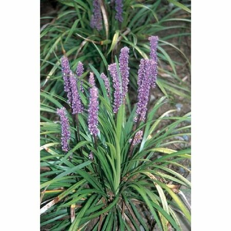 Liriope muscari 'Big Blue' C2 - afbeelding 8