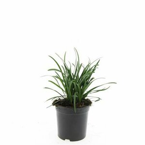 Liriope muscari 'Big Blue' C2 - afbeelding 4
