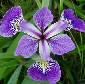 Iris versicolor P9