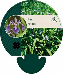 Iris versicolor P9