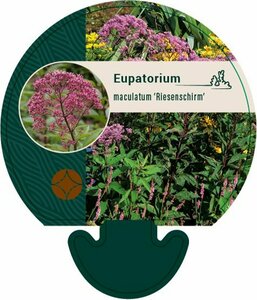 Eupatorium maculatum 'Riesenschirm' P9