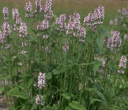 Stachys monieri 'Rosea' P9
