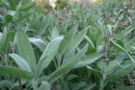 Salvia officinalis C1.5 - afbeelding 6