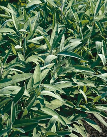 Salvia officinalis C1.5 - afbeelding 8