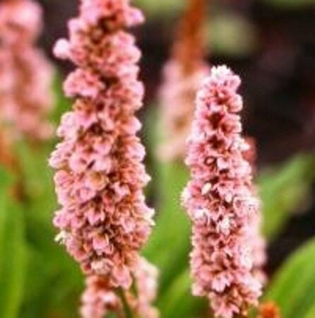 Persicaria affinis 'Donald Lowndes' P9 - afbeelding 3