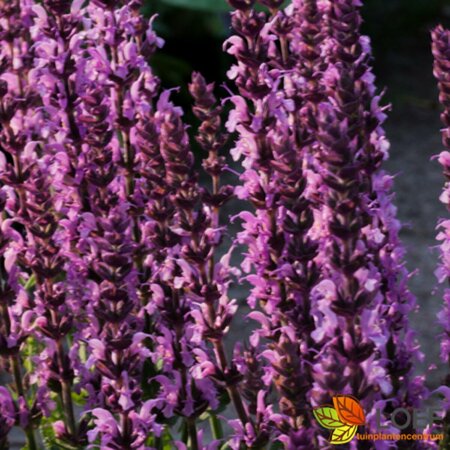 Salvia nemorosa 'Sensation Deep Rose' P9 - afbeelding 1