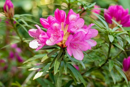 Rhododendron (AP) 'Graziella' 60/80 C. - afbeelding 1