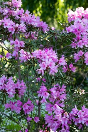 Rhododendron (AP) 'Graziella' 60/80 C. - afbeelding 2