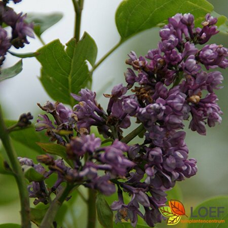 Syringa vulgaris 'Charles Joly' 60/80 C.
