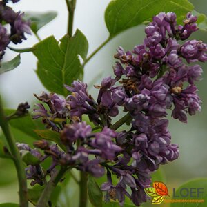 Syringa vulgaris 'Charles Joly' 60/80 C.