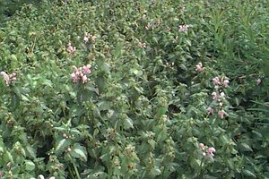 Lamium maculatum 'Shell Pink' P9