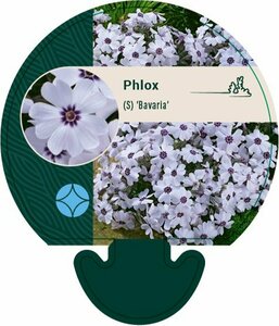 Phlox (S) 'Bavaria' P9