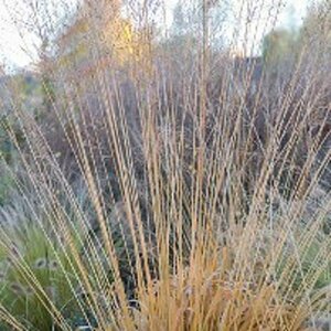 Molinia arundinacea P9