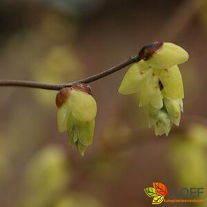 Corylopsis pauciflora 30/40 KL.