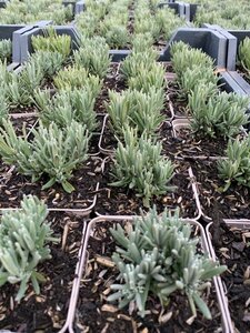 Lavandula angustifolia 'Rosea' C2