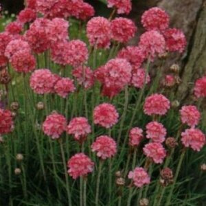 Armeria maritima 'Rosea' P9