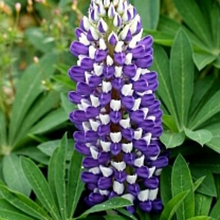 Lupinus 'Gallery Blue' C2 - afbeelding 2