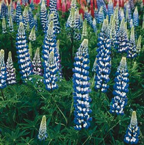 Lupinus 'Gallery Blue' C2 - afbeelding 3