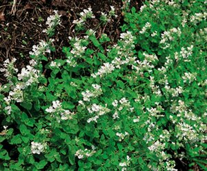 Nepeta racemosa 'Snowflake' P9