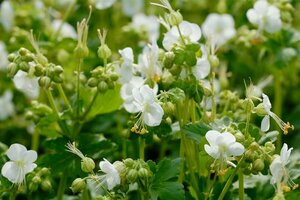 Geranium macrorrhizum 'White Ness' P9 - afbeelding 3
