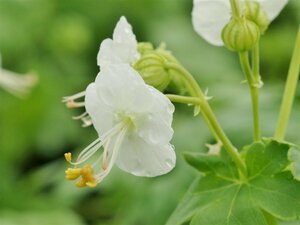 Geranium macrorrhizum 'White Ness' P9 - afbeelding 4