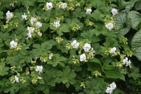 Geranium macrorrhizum 'White Ness' P9 - afbeelding 5