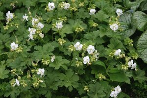 Geranium macrorrhizum 'White Ness' P9 - afbeelding 5