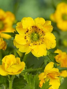 Geum chiloense 'Lady Stratheden' C2