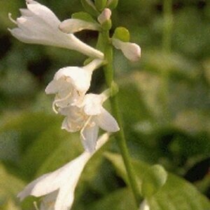 Hosta 'Royal Standard' P9 - afbeelding 2